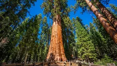 Es gibt einen Baum, der älter ist als das Römische Reich – und er wächst noch immer