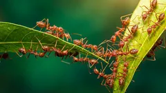Wie man Ameisen in der Wohnung schnell loswird: 4 Methoden ohne Chemikalien