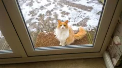 Warum wählt eine Katze gerade Ihre Türschwelle und wie Sie reagieren sollten, um ihr nicht wehzutun