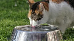Flüssigkeitszufuhr bei Katzen: Mythen über warmes Wasser und tatsächliche Risikofaktoren