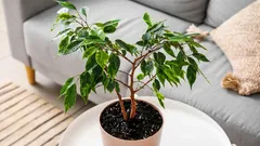 Laubabwurf beim Ficus im Winter: Wie man normalen Laubabwurf von einem Problem unterscheidet