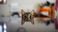 Die Katze und ihre stille Strategie: Was bedeutet es, wenn sie Sie ständig beobachtet?