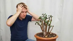 Warum der Geldbaum sich streckt und umfällt: eine einfache Methode, um ihm sein perfektes Aussehen zurückzugeben