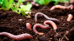 Das Geheimnis des lebendigen Bodens: 3 Voraussetzungen für mehr Regenwürmer im Garten