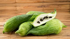 Essbare grüne Wand: Praktischer Leitfaden für Ačokča im Garten und auf der Terrasse