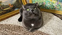 5 Regeln, damit deine Katze zufrieden ist – auch wenn sie nie nach draussen geht