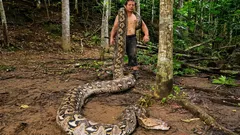 Die Rekord-Python aus Indonesien ist 7,22 m lang: Guinness hat die längste zuverlässig gemessene Schlange anerkannt.